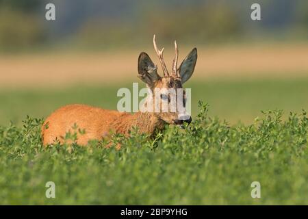 Male mammal Roe deer, capreolus capreolus, hiding in the bush in the summer from low angel view with copyspace. Young calm half figure wild animal sta Stock Photo