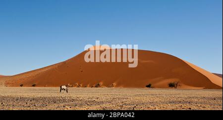 sossusvlei desert and dunes and dead trees Stock Photo