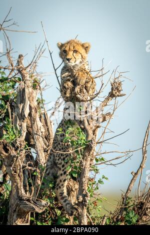 Cheetah cub stands in bush with catchlight Stock Photo