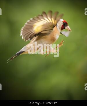 European Goldfinch (Carduelis Carduelis) in flight, and coming in to land with claws ready for gripping the perch Stock Photo
