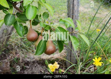 Three red-green Williams pears growing on the branch of a fruit tree among glossy green foliage Stock Photo