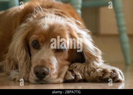 Sprocker laying on floor Stock Photo