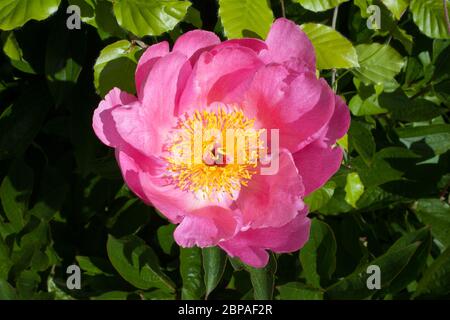 A Common Peony with its petals open