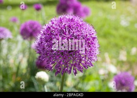 Giant onion flowers in full bloom Stock Photo