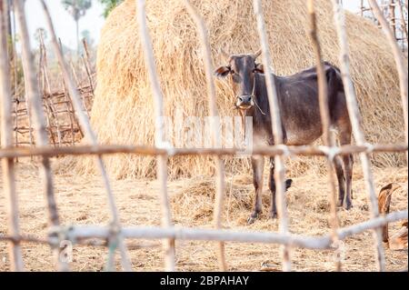 A Cambodian cow in an enclosure. Battambang Province, Cambodia, Southeast Asia Stock Photo