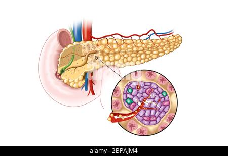 Medically illustration showing pancreas gland and pancreatic islets ...