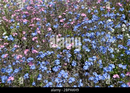 Pink and blue Forget-me-nots Botanical name Myosotis Arvensis Stock Photo