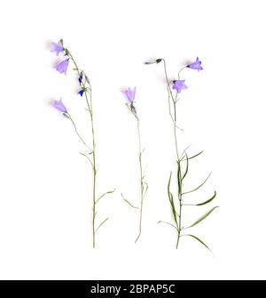 Blue wildflower. Bellflowers isolated on white. Campanula rotundifolia Stock Photo