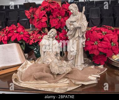 Poinsettia flowers surround a Baptist Church altar with Nativity Scene at Christmas Season. Stock Photo