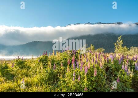 Malojawind on a spring morning at Lake Silverplana near Sils Maria, Engadin, Grisons, Switzerland Stock Photo