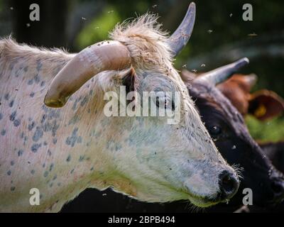 A herd of miniature riding bulls and cattle graze in a field April 29, 2020 in Johnsville, Maryland. Stock Photo