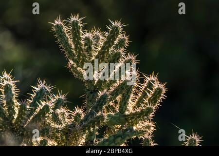 Tree Cholla, Cylindropuntia imbricata, backlit in Oak Grove Campground in Lincoln National Forest, New Mexico, USA Stock Photo