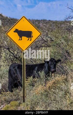 Funny caution sign with cow near Oak Grove Campground in Lincoln National Forest, New Mexico, USA Stock Photo