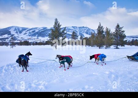 Snow Sled Dogs in Geilo Norway Stock Photo