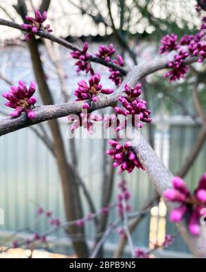 Cercis siliquastrum or Judas tree, eastern redbud tree blossoms in spring time. Flowers directly on the trunk. Stock Photo