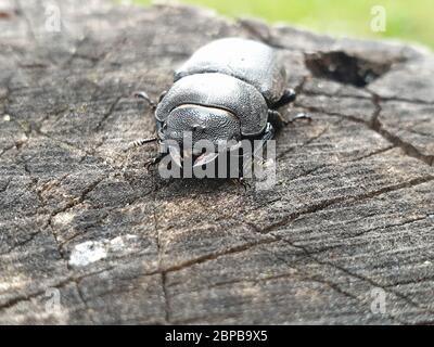 Close up of black beetle on the wood Stock Photo
