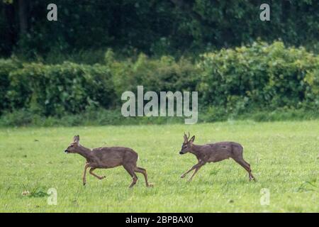 Roe deer (Capreolus capreolus) buck chasing female doe Stock Photo