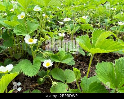 Strawberry sprouts. Flowering strawberry bushes in the garden. The beginning of the strawberry season Stock Photo