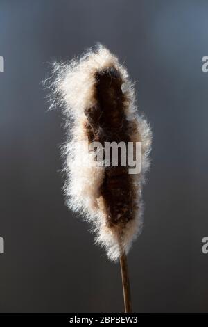 Broadleaf Cattail, Typha latifolia, in a marsh in April in central Michigan, USA Stock Photo