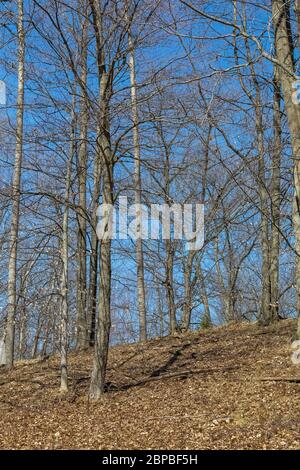 Forest of mixed hardwoods in central Michigan, USA Stock Photo