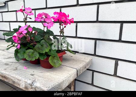 Pink geranium flowers. Sunlight. Beautiful little flower of Geranium. Floristry. Ivy-leaf pelargonium. Geranium Peltatum. flower pot stands on a woode Stock Photo