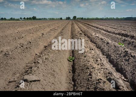 Drought: pattern of ridges and furrows in a dry sandy field prepared for cultivation of potatoes under a blue sky with clouds Stock Photo