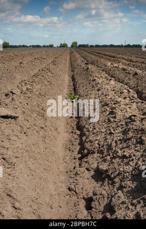 Drought: pattern of ridges and furrows in a dry sandy field prepared for cultivation of potatoes under a blue sky with clouds Stock Photo