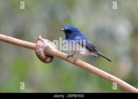 A male Hainan Blue Flycatcher (Cyornis hainanus) perched on a small branch in the forest in North East Thailand Stock Photo