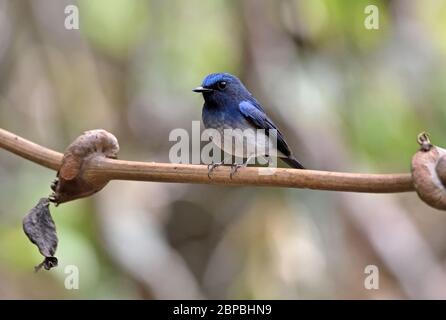 A male Hainan Blue Flycatcher (Cyornis hainanus) perched on a small branch in the forest in North East Thailand Stock Photo