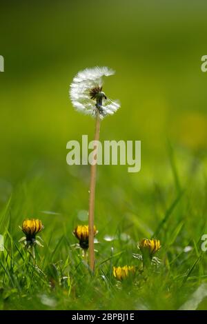 Dandelion (Taraxacum officinale) seed heads and flower heads Stock Photo