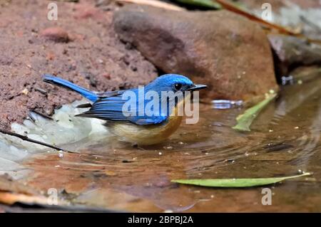 A male Hill Blue Flycatcher (Cyornis whitei) about to bathe in a small pool in the forest in North East Thailand Stock Photo