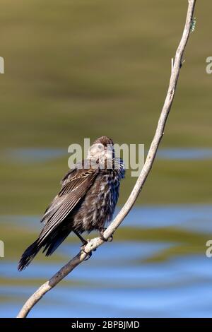 Red winged Blackbird Female Stock Photo
