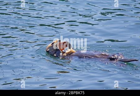 Sea otter eating a large crab Stock Photo