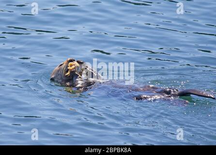 Sea otter eating a large crab Stock Photo