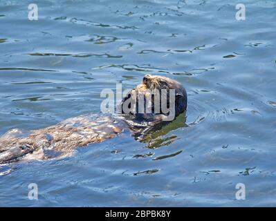 Sea otter eating a large crab Stock Photo