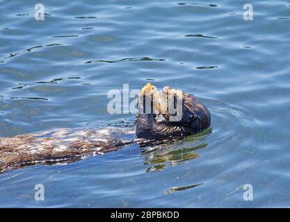 Sea otter eating a large crab Stock Photo