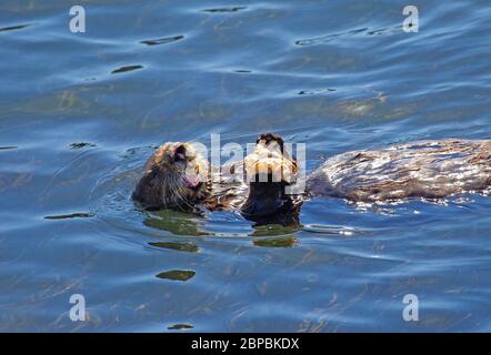 Sea otter eating a large crab Stock Photo