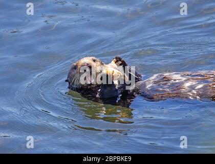 Sea otter eating a large crab Stock Photo