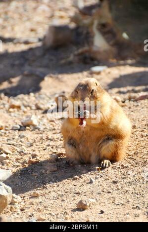 A plump little black tailed prairie dog eating a meal, in Arizona. The Prairie dog is native to the US. Stock Photo