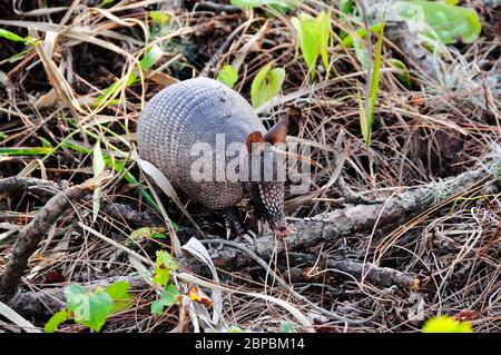 Nine-banded armadillo grubbing for food in a swampy area in Florida. The nine-banded armadillo is the only armadillo found in the United States. Stock Photo