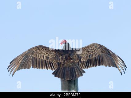 Turkey Vulture Wings and Tail Spread Stock Photo