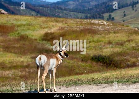 A lone antelope, or pronghorn, posing for the camera next to a field in Custer State Park, South Dakota. Grass turning yellow in the fall. Stock Photo