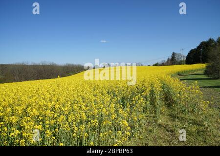 A field a rapeseed grows in eastern Pennsylvania.  The crop is cultivated for its oil rich seed. Stock Photo