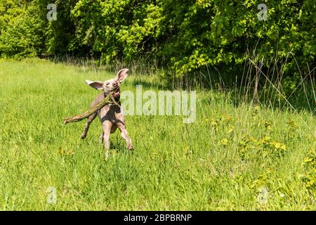 Playful young brown Weimaraner dog jumping and running during a game on the meadow. Health young dog. Stock Photo