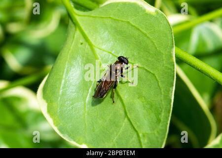 An orange belted  hoverfly Xylota segnis resting on a leaf of Euonymus-japonicus with its white edging Stock Photo