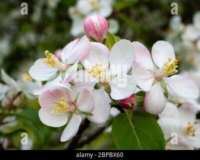 Cider apple blossom on an old tree in a neglected Devon meadow. Stock Photo