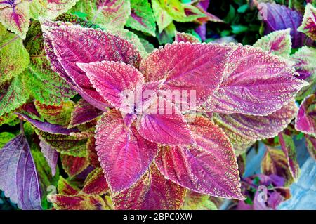 Coleus background. Coleus plant close up Stock Photo