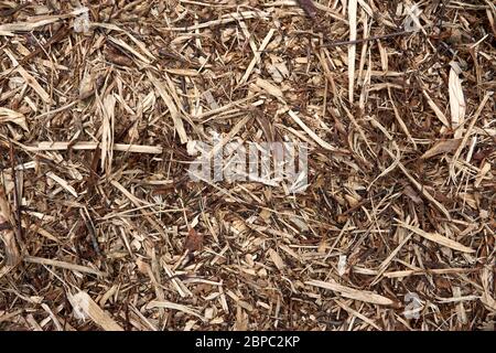 Fir tree and pine tree cones texture background. Forest floor with green moss, twigs and dried leaves. Stock Photo