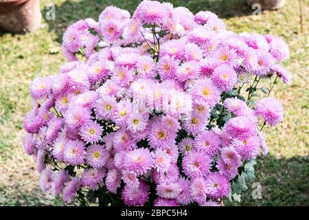 Pink dahlia flower plant, a genus of bushy, tuberous, herbaceous perennial plants growing in sunlight. It is a sun loving plant Blooms in early spring Stock Photo
