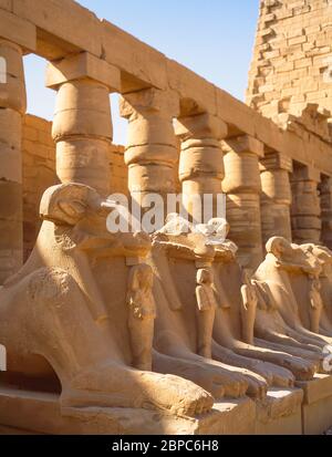 Row of ram-headed sphinxes between the 1st and 2nd pylons, Karnak Temple Complex, El-Karnak, Karnak Governorate, Republic of Egypt Stock Photo